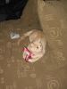 Filename=IMG_1309.JPG
Filesize=62KiB
Dimensions=600x800
Date added=Nov 21, 2011 IMG_1309.JPG