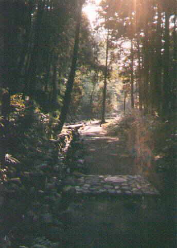forest.jpg