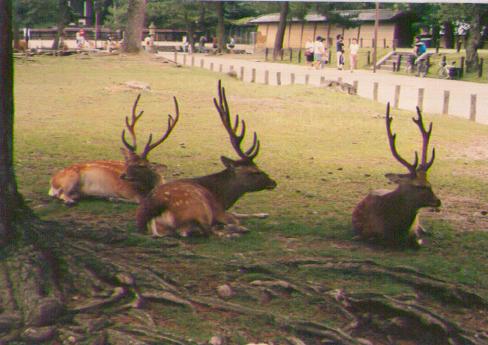 nara-deer.jpg