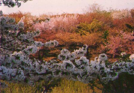 negishi-flowers.jpg