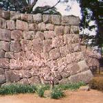 umehana-odawarajou.jpg