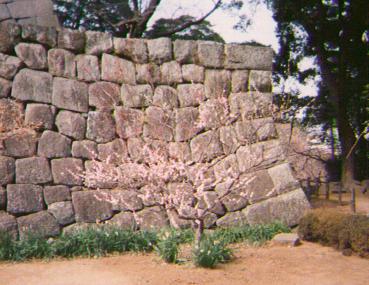 umehana-odawarajou.jpg