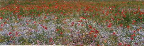 flower-field.jpg