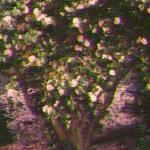 flowers12.jpg