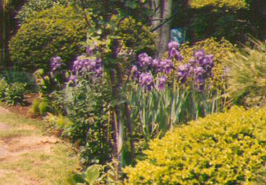 flowers3.jpg