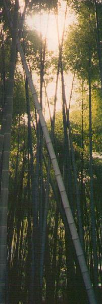 hokokuji-bamboo.jpg