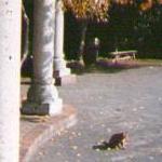 motomati-park&cat.jpg