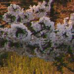 negishi-flowers.jpg