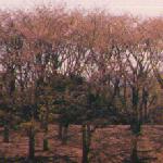 negishi-hill.jpg