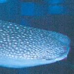 osaka-aquarium-shark.jpg