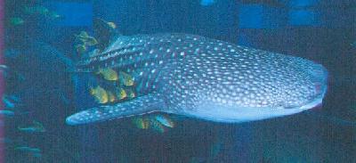osaka-aquarium-shark.jpg