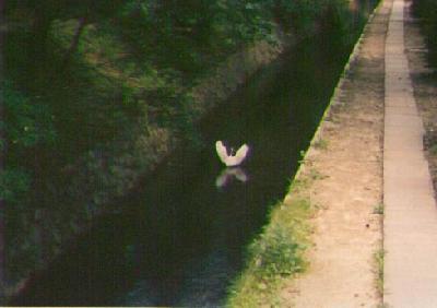 philosopher's-path-crane.jpg