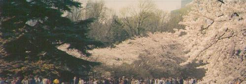 shinjukugyoen1.jpg