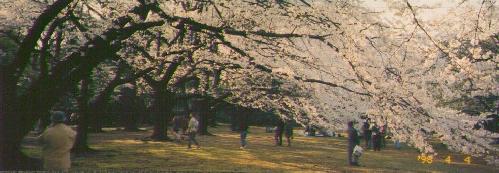 shinjukugyoen2.jpg